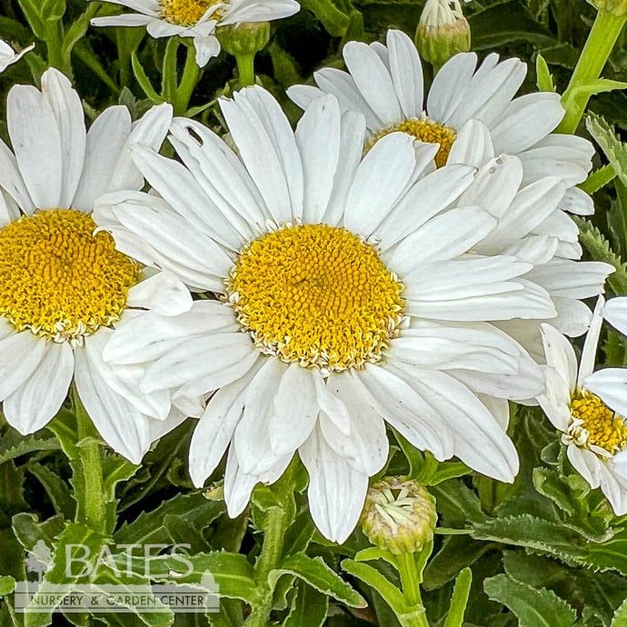 #1 Leucanthemum x superbum Sweet Daisy Birdy/ Shasta Daisy