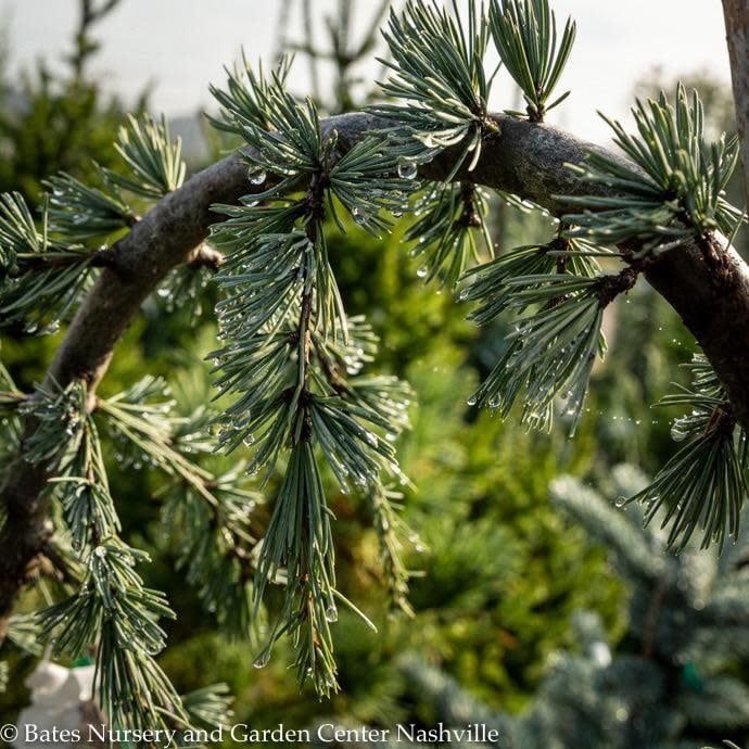 #10 Cedrus atl Glauca Pendula/ Weeping Blue Atlas Cedar