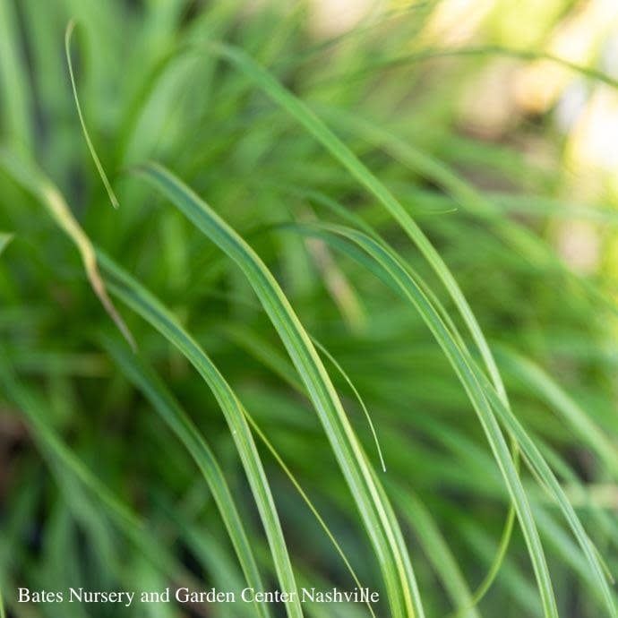 #1 Grass Carex osh EverColor &#39;Everlite&#39;/ Variegated Sedge