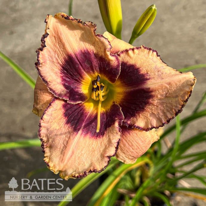 #1 Hemerocallis Darling Deception/ Pink, Maroon Daylily