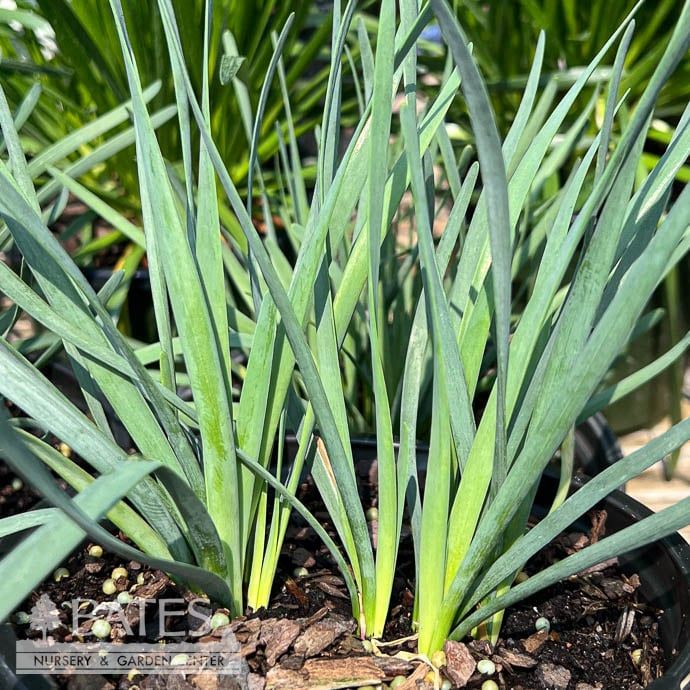 #1 Allium New Moon/ Flowering Onion