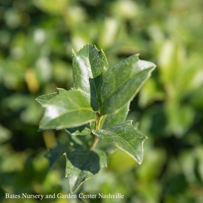 #2 Ilex x meserveae China Twins  (China Boy &amp; China Girl Combo)/ Holly (male and female)
