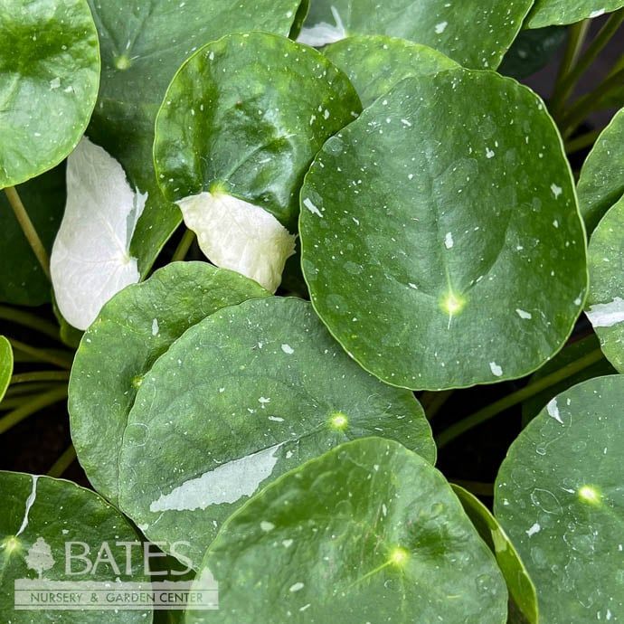 4p! Pilea peperomioides White Splash / Chinese Money Plant /Tropical