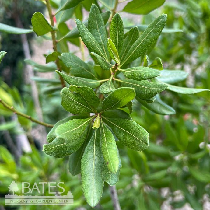 #2 Myrica pennsylvanica/ Northern Bayberry Native (R)