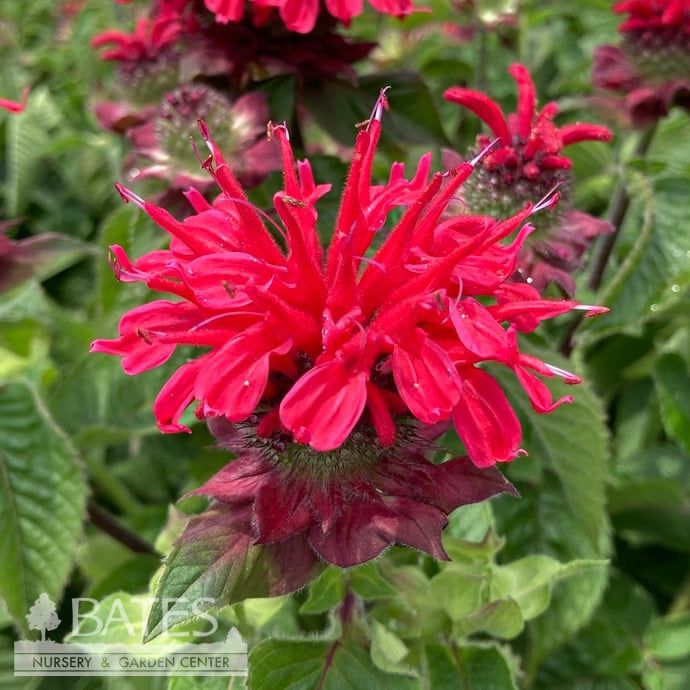 #1 Monarda did Bee-You &#39;Bee Happy&#39;/ Magenta Red Beebalm Native (TN)