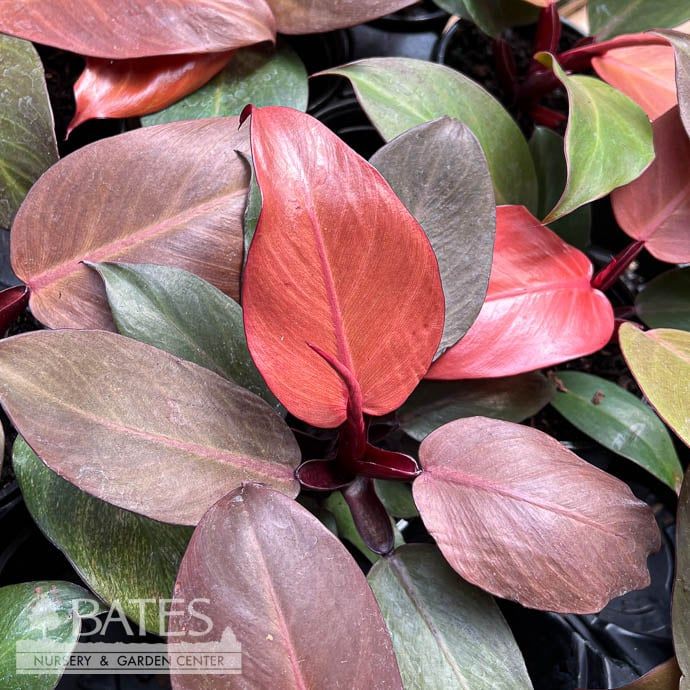 4p! Philodendron Red Cherry  /Tropical