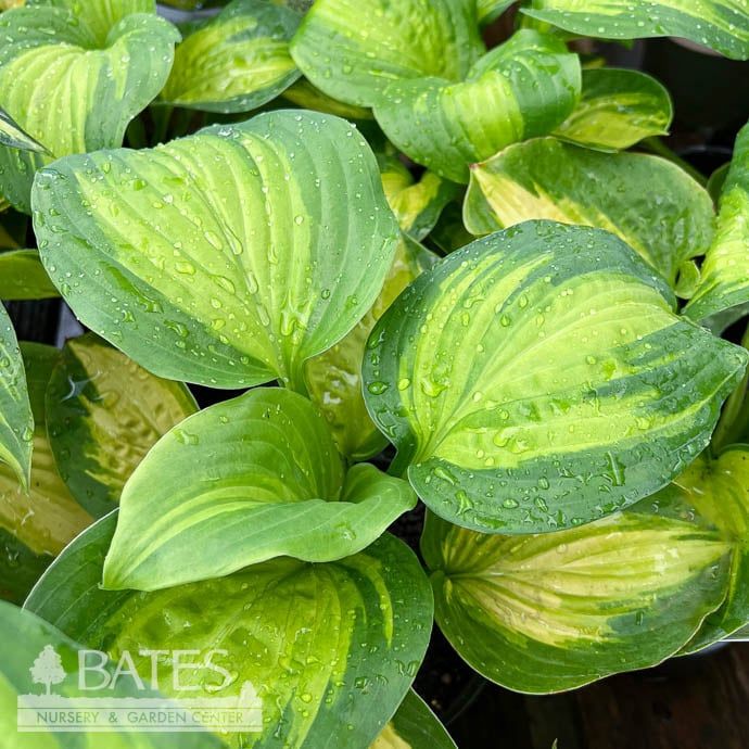 #1 Hosta Enchiladas