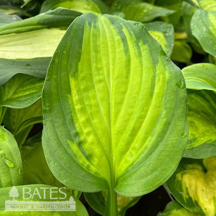 #1 Hosta Enchiladas