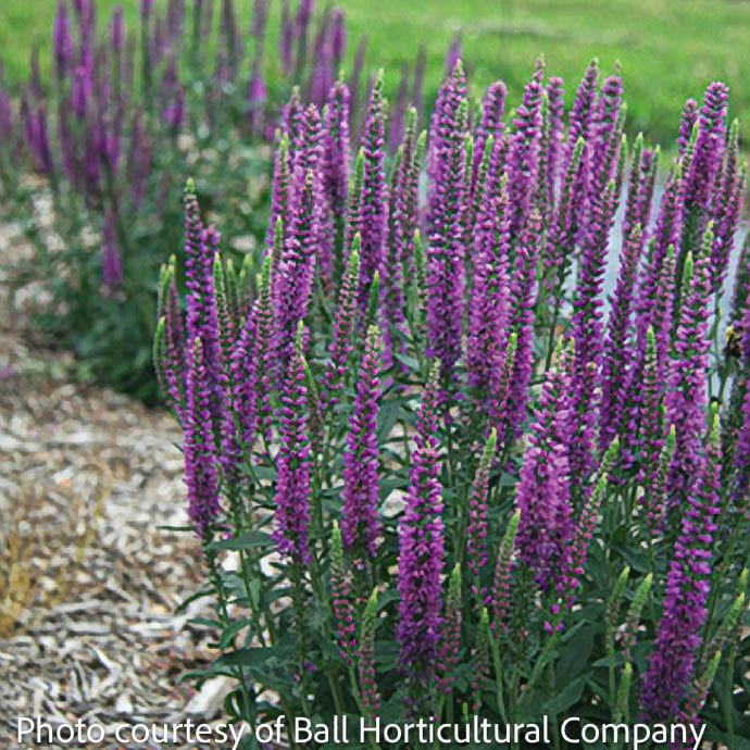 #1 Veronica x Moody Blues &#39;Mauve&#39;/ Compact Speedwell