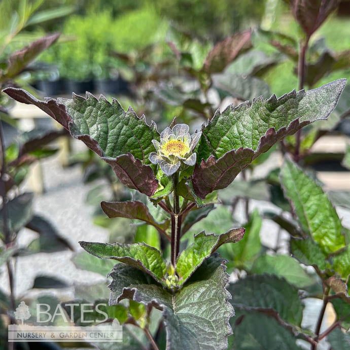 #1 Heliopsis helianthoides Fire Twister/ False Sunflower Native (TN)