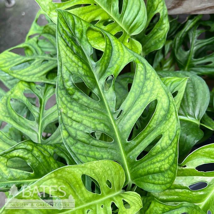 6p! Philodendron Monkey Mask  /Monstera adonsonii /Monkey Leaf /Tropical