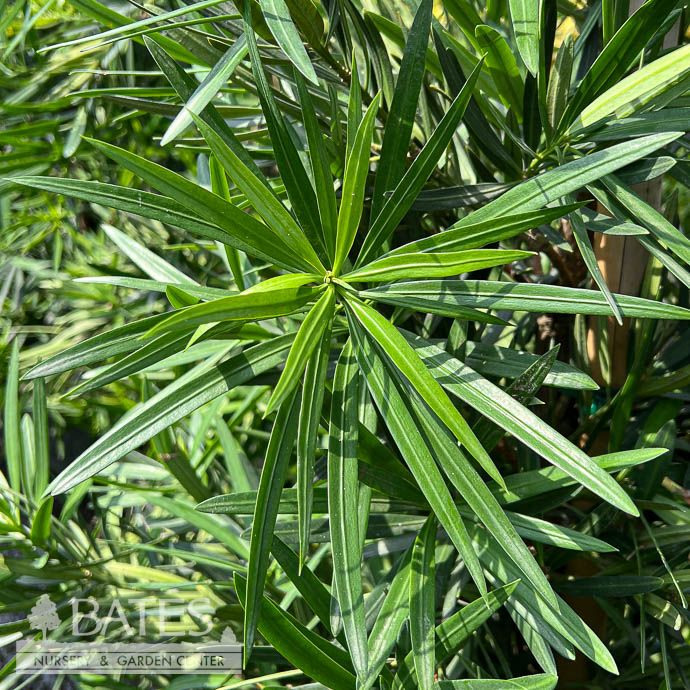 #5  Podocarpus macrophyllus/ Yew Pine  - No Warranty