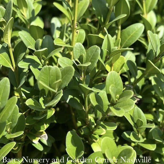 Topiary Hedge Box Buxus Green Mountain / Boxwood
