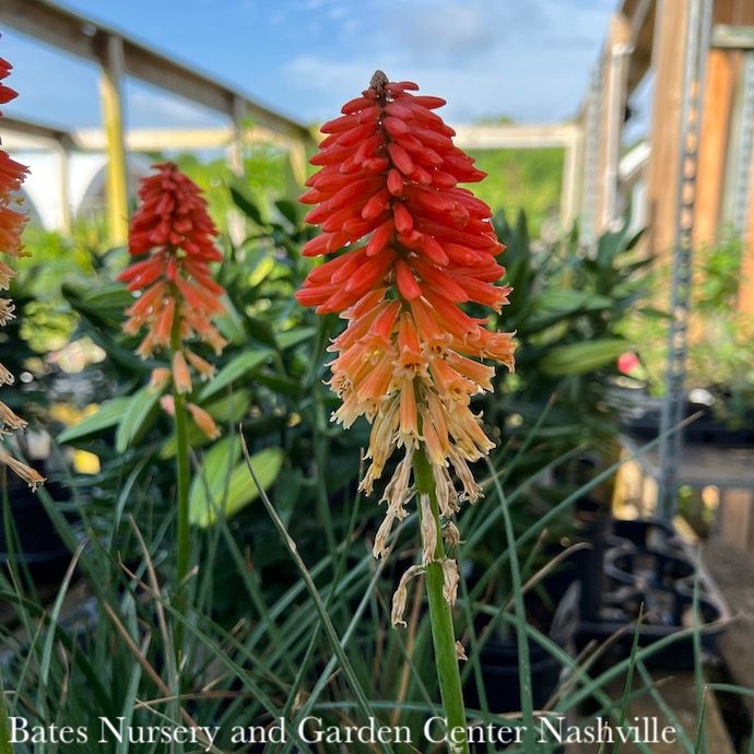 #1 Kniphofia x Poco &#39;Sunset&#39;/ Dwarf Red Hot Poker