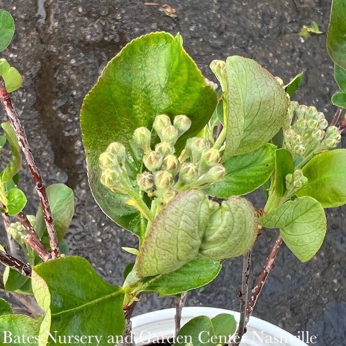 #3 Aronia melano PW Low Scape &#39;Mound&#39;/ Black Chokeberry Native (TN)