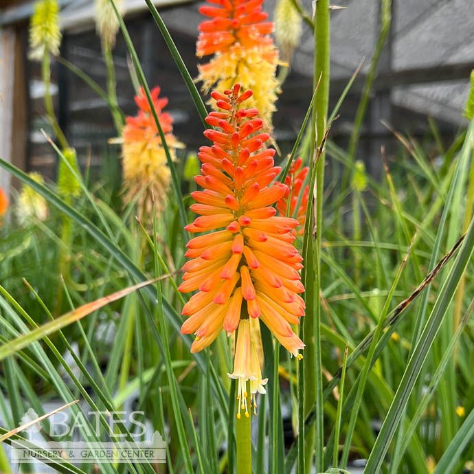 #2 Kniphofia x PW Pyromania &#39;Backdraft&#39;/ Red Hot Poker