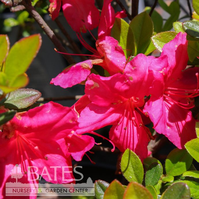 #1 Azalea x Hino-crimson (Kurume hybrid)/ Red