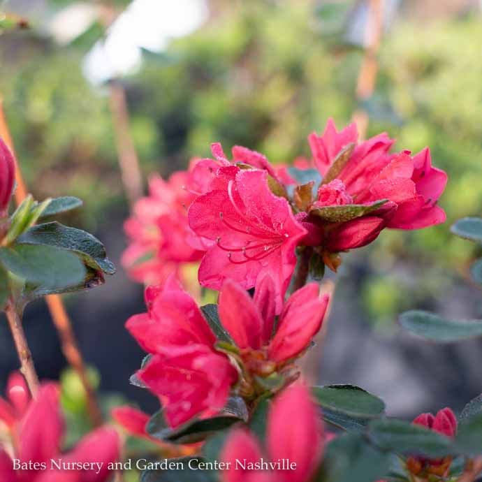 #1 Azalea x Hino-crimson (Kurume hybrid)/ Red