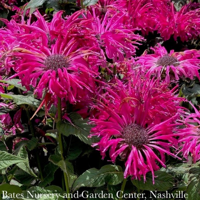 #1 Monarda x PW Leading Lady Razzberry/ Beebalm