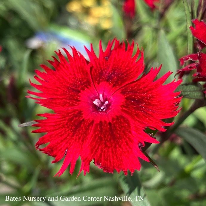 #1 Dianthus x Rockin&#39; Red