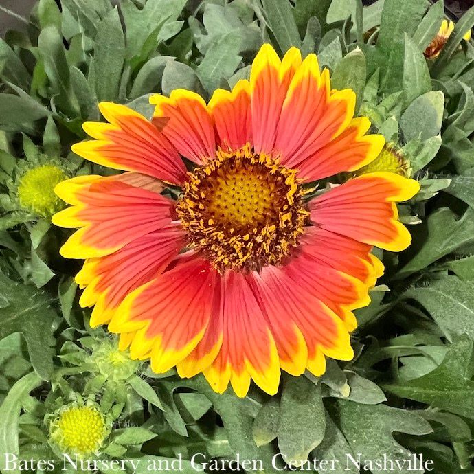 #1 Gaillardia aristata SpinTop Orange Halo/ Compact Blanket Flower
