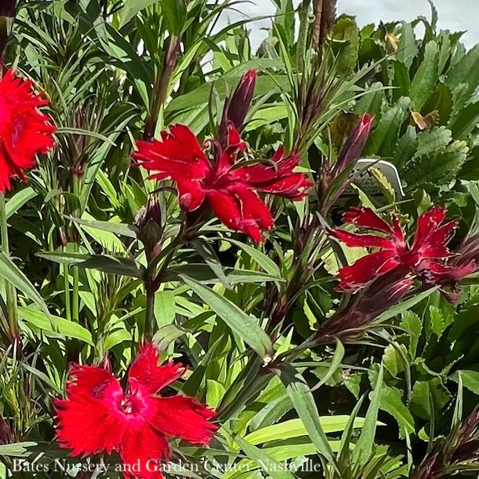 #1 Dianthus x Rockin&#39; Red