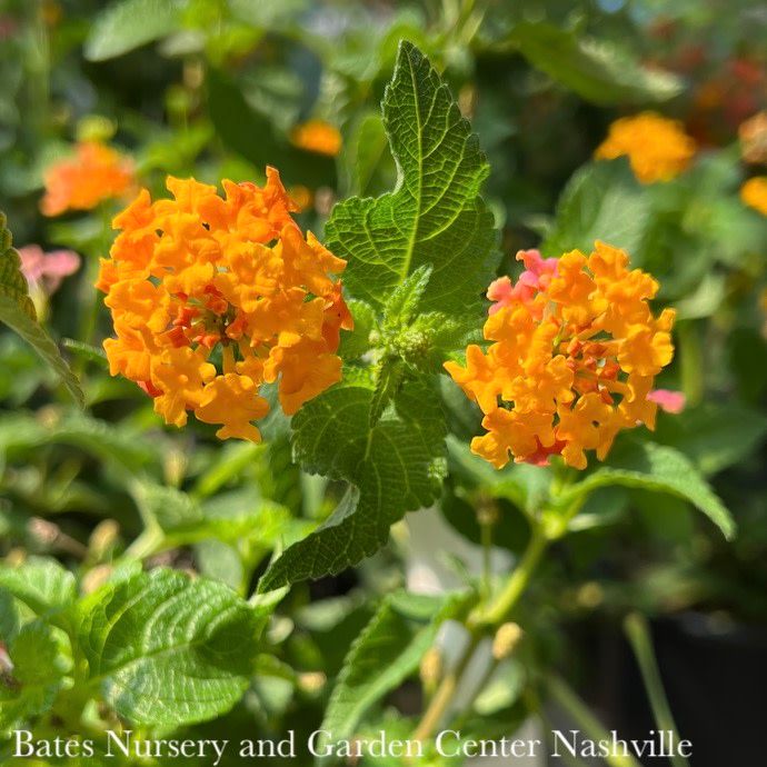 Tropical #1 Lantana cam Miss Huff/ Yellow - No Warranty