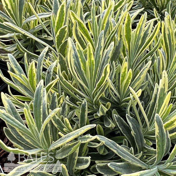 #1 Lavandula ang Platinum Blonde/ Variegated Lavender - No Warranty