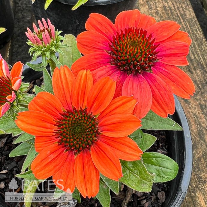 #1 Echinacea pur Pollynation &#39;Orange Red&#39;/ Coneflower Native (TN)