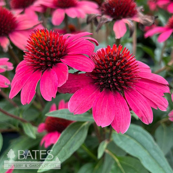 #1 Echinacea x SunMagic &#39;Vintage Red&#39;/ Compact Coneflower