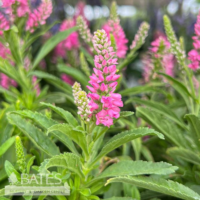 #1 Veronica spicata Pink Candles/ Compact Speedwell
