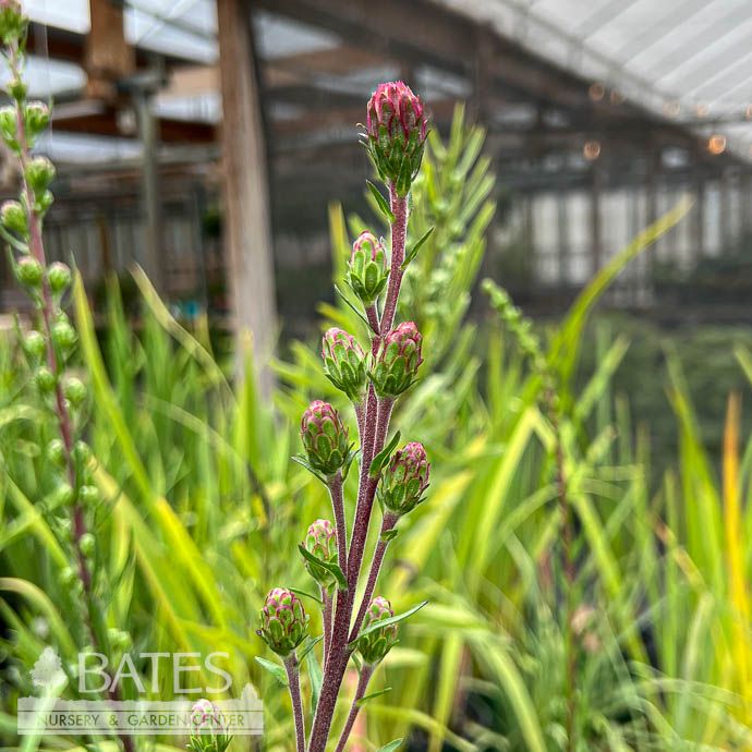 #1 Liatris lig Butterfly Magnet/ Blazing Star Native (R)