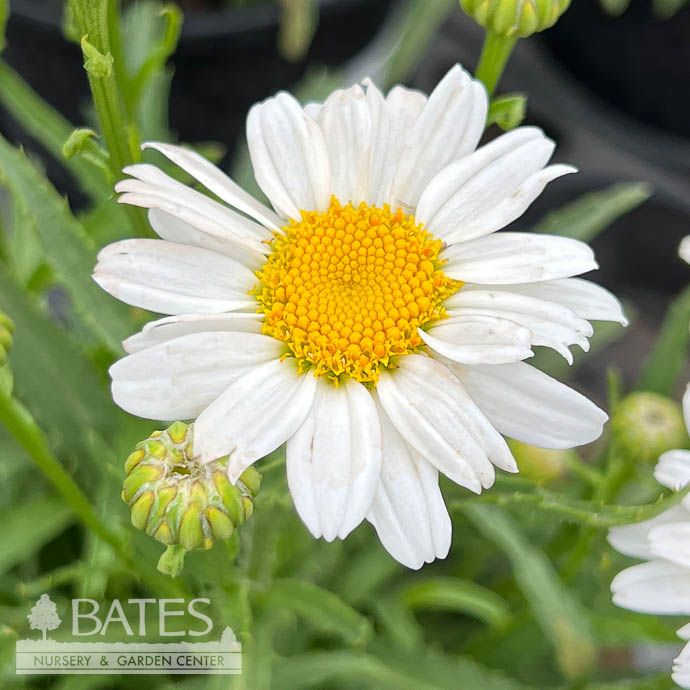 #1 Leucanthemum Flower Power/ Shasta Daisy