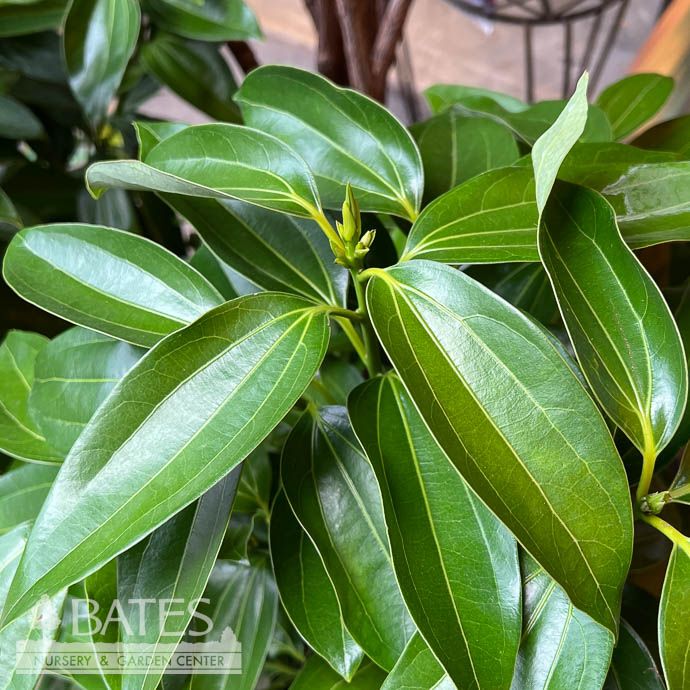 10p! Canella STD / Cinnamon Plant/Tree  /Tropical