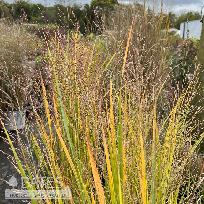 #2 Grass Panicum virg Northwind/ Switch Native (TN)