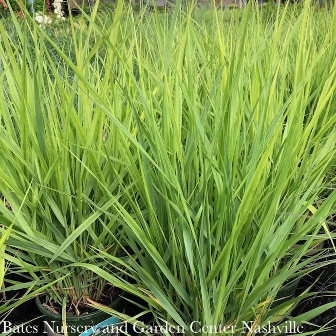 #2 Grass Panicum virg Northwind/ Switch Native (TN)