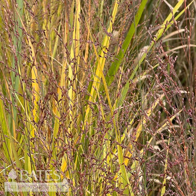 #2 Grass Panicum virg Northwind/ Switch Native (TN)