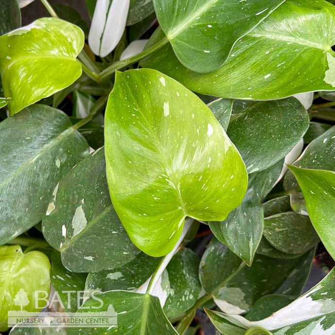 4p! Philodendron White Wizard /Tropical