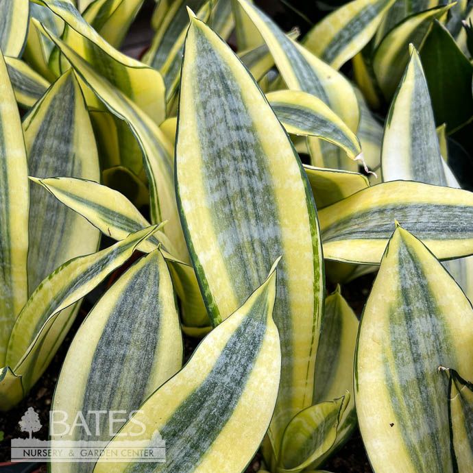 4p! Sansevieria Gold Dust /Snake Plant /Mother-in-Law Tongue /Tropical