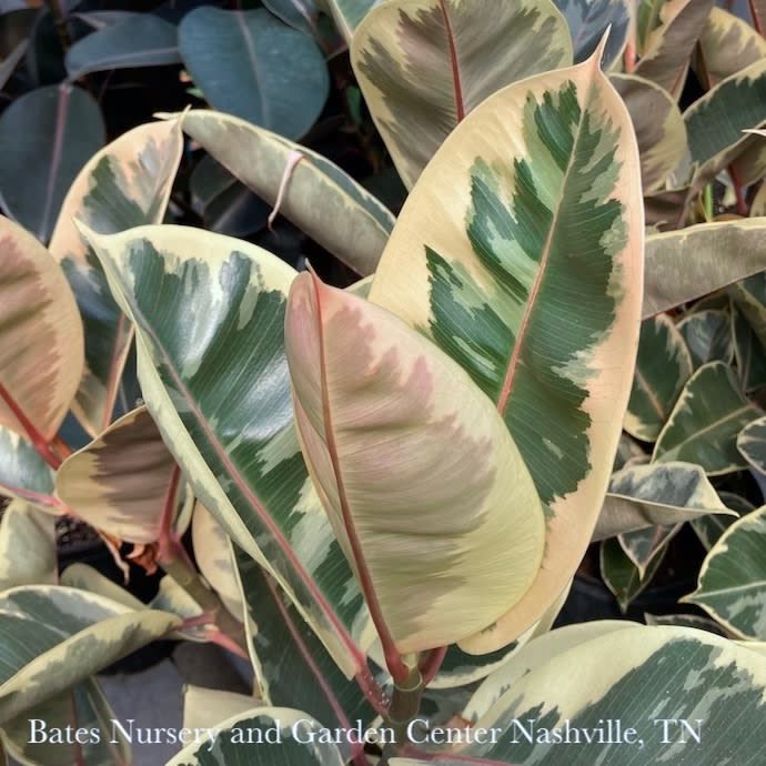 8p! Ficus Tineke BUSH / Variegated RubberTree /Tropical