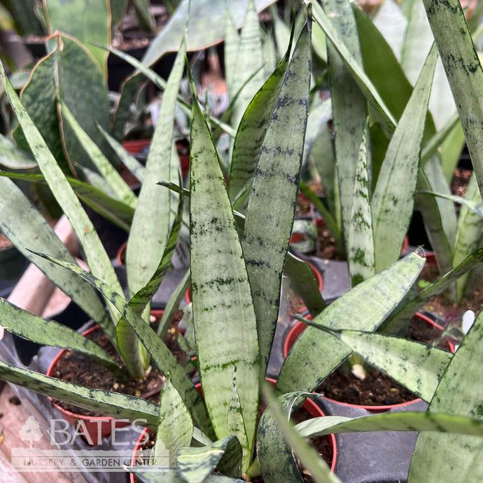 4p! Sansevieria Silver Princess /Snake Plant /Mother-in-Law Tongue /Tropical