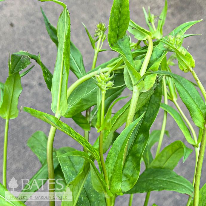 #1 Penstemon digitalis/ Beardtongue Native (TN)