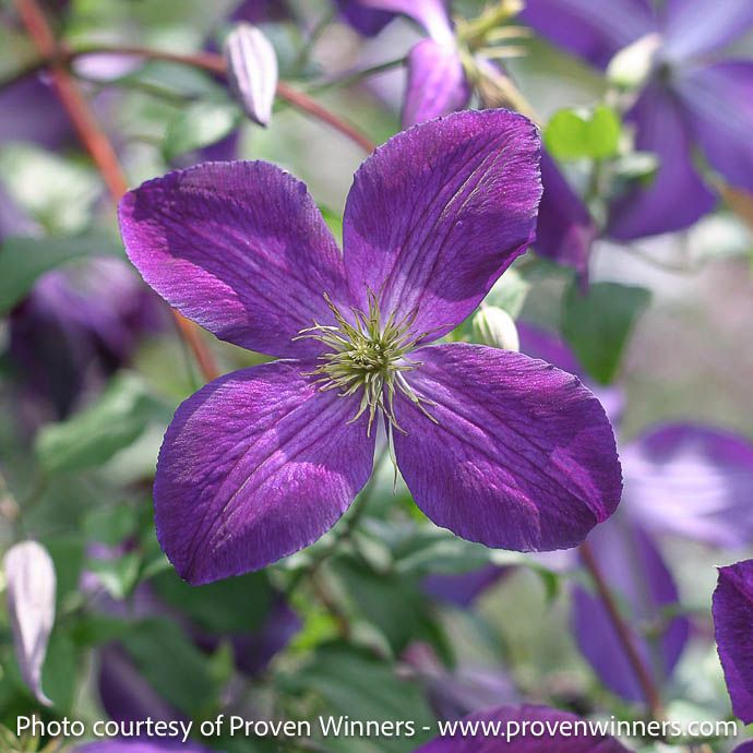 #2 Clematis x PW Happy Jack/ Purple