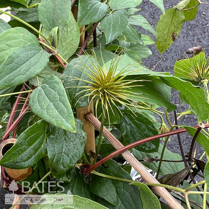 #2 Clematis x PW Happy Jack/ Purple