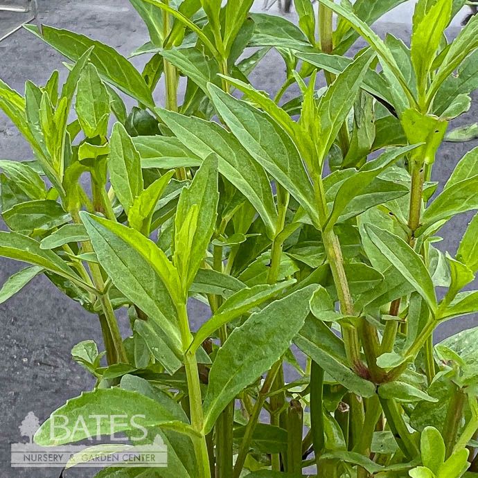 4P Mimulus ringens/ Allegheny Monkeyflower Native (TN)