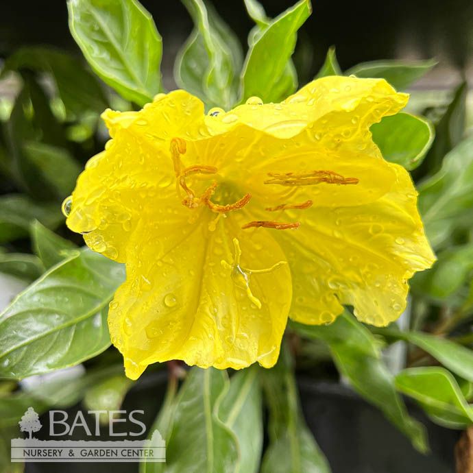 #1 Oenothera macrocarpa/ Bigfruit Evening Primrose Native (TN)
