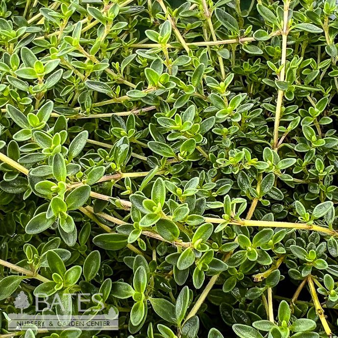 4p Thymus praecox Purple Carpet/ Creeping Thyme