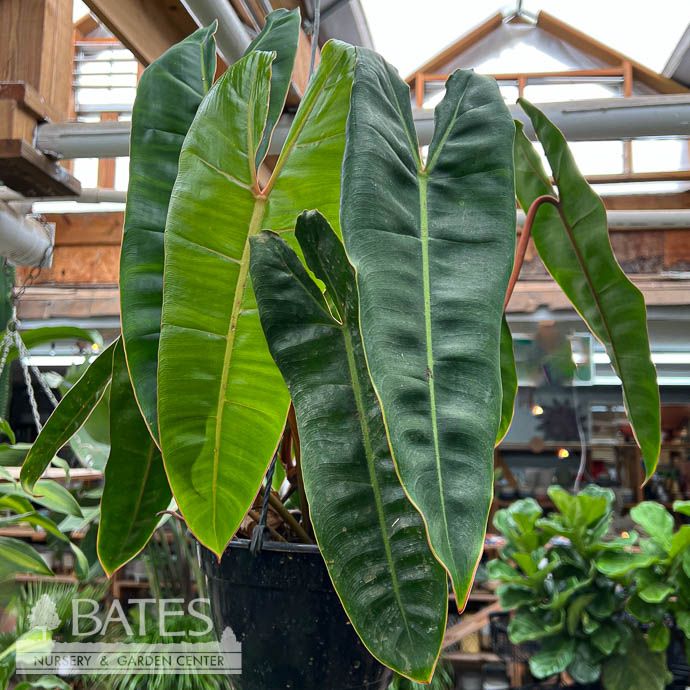 8hb! Philodendron Billetiae Hanging Basket /Tropical