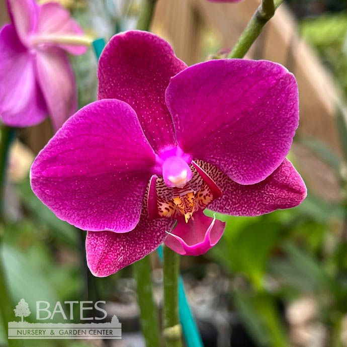 5p! Orchid Phalaenopsis /Tropical  Assorted Colors