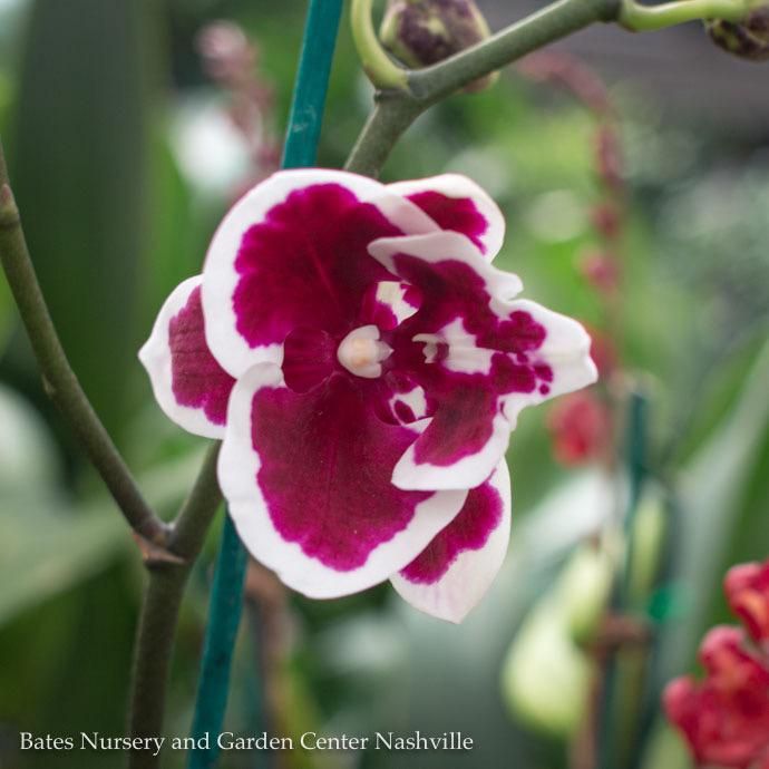 5p! Orchid Phalaenopsis /Tropical  Assorted Colors